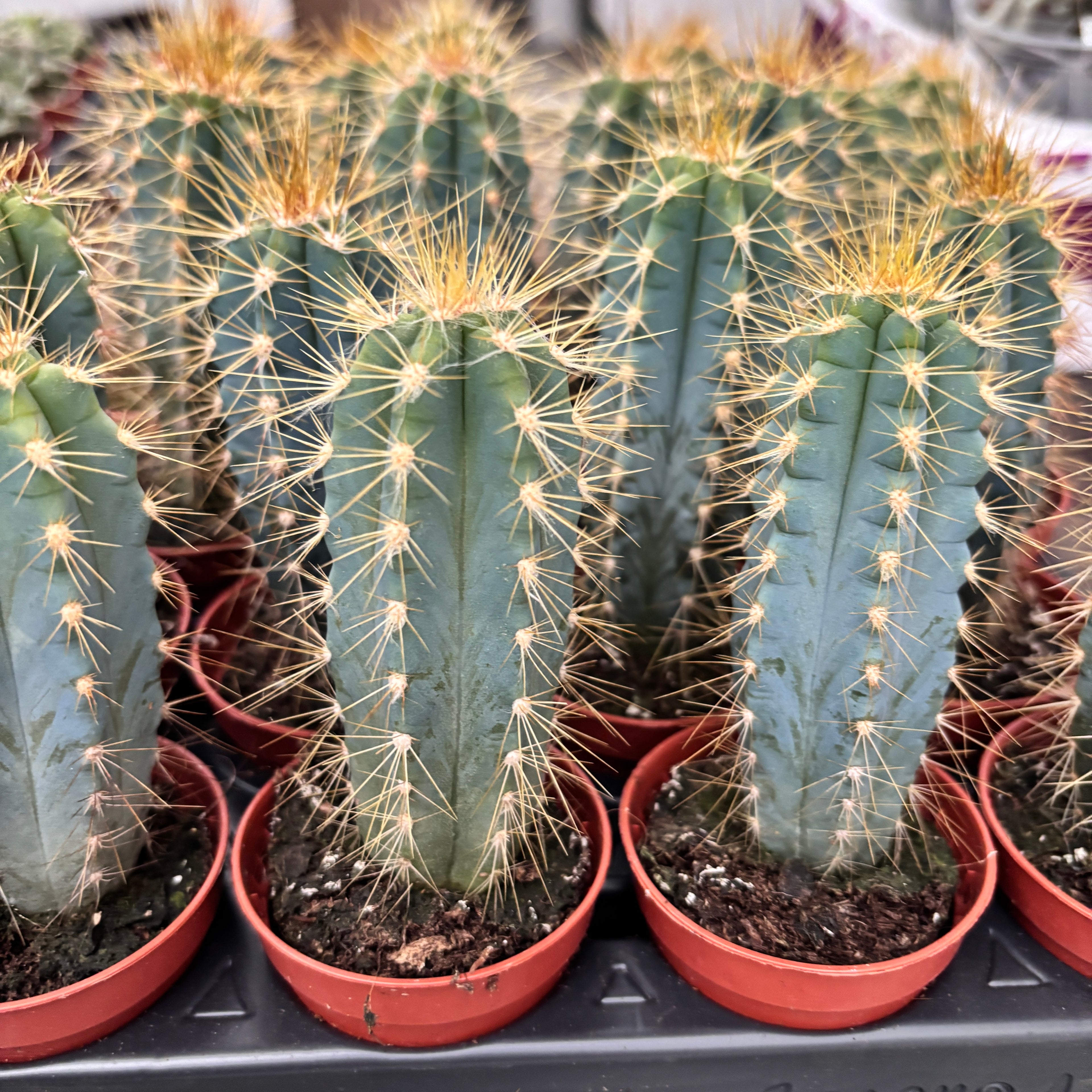 Pilosocereus azureus