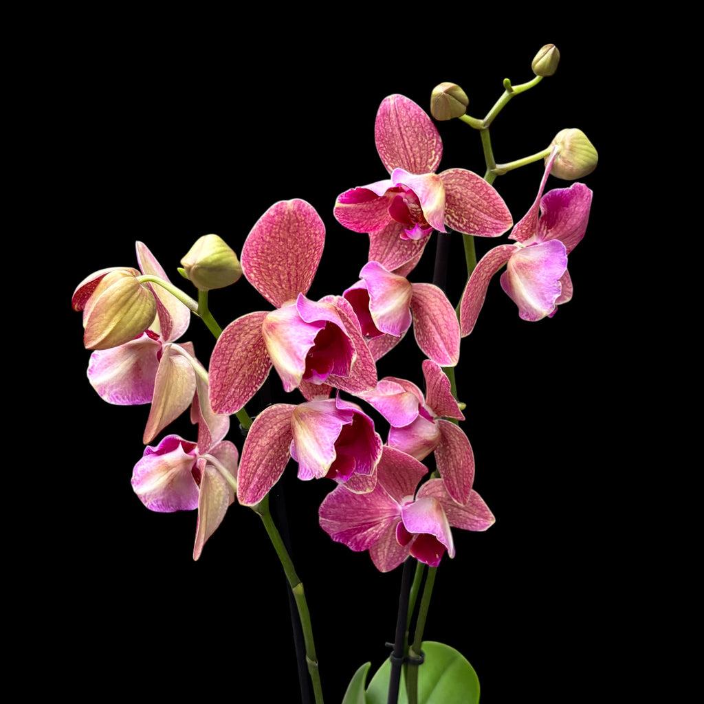 Phalaenopsis Pirate Picotee - peloric
