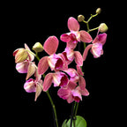 Phalaenopsis Pirate Picotee - peloric