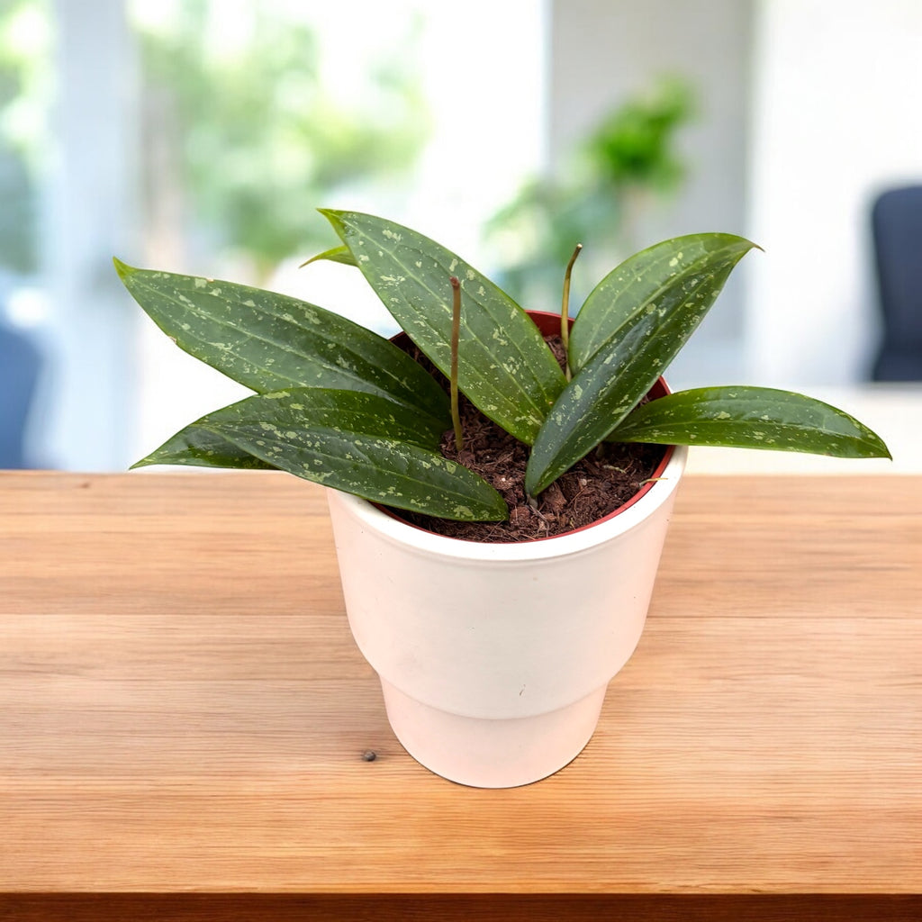 Hoya sp. Loei (SR 2007-13) D12