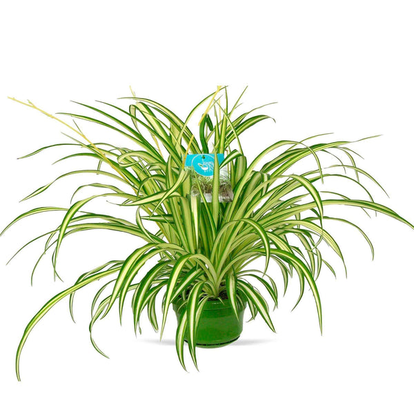 Chlorophytum comosum 'Vittatum' (Variegated Spider Plant) - XL specimens