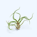 Luftpflanze Tillandsia Bulbosa