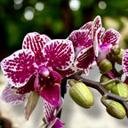 Phalaenopsis ‘Chian Xen Diamond’