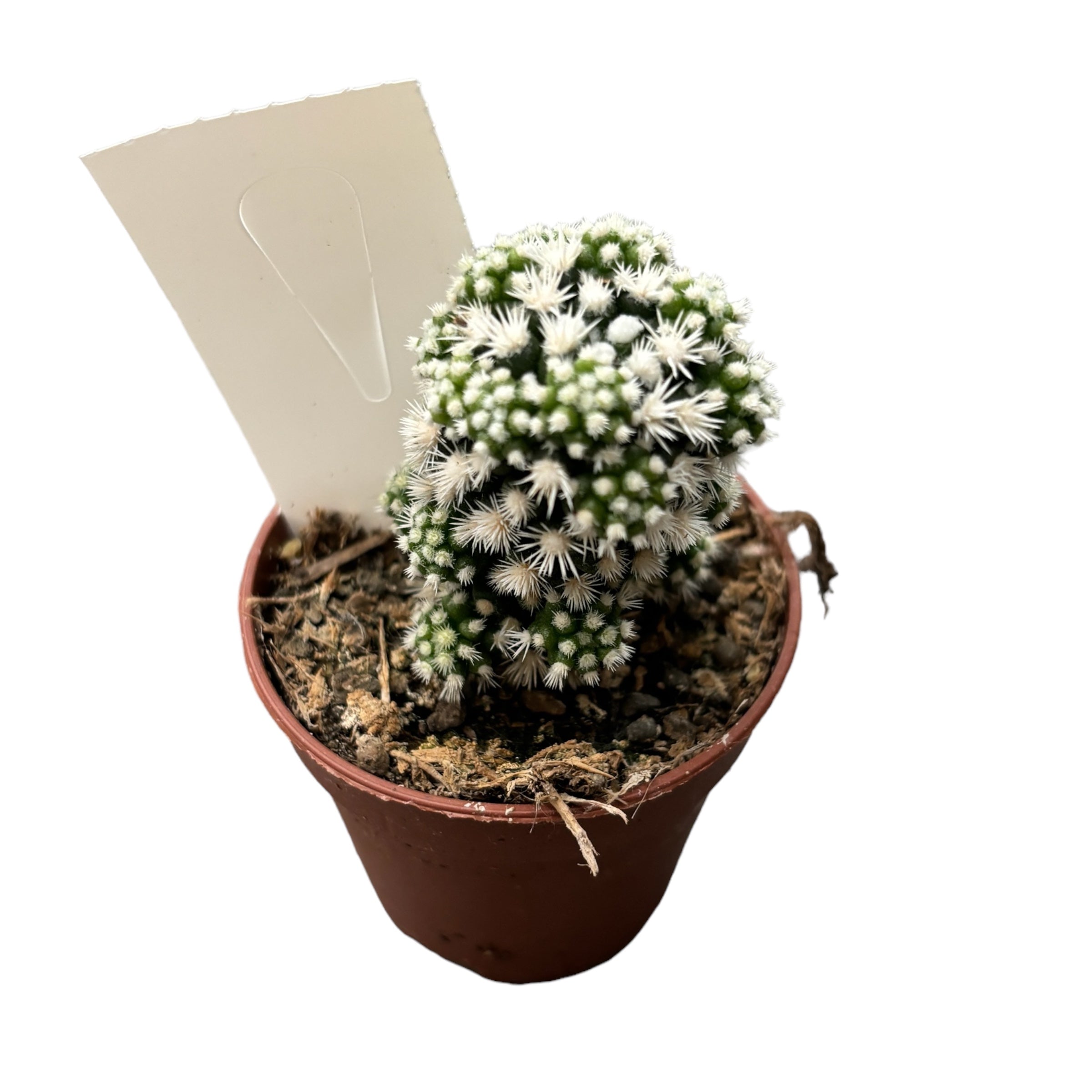 Mammillaria gracilis cv. Arizona Snowcap