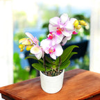 Phalaenopsis MyMonro Make Up (Diva Pink Blush)
