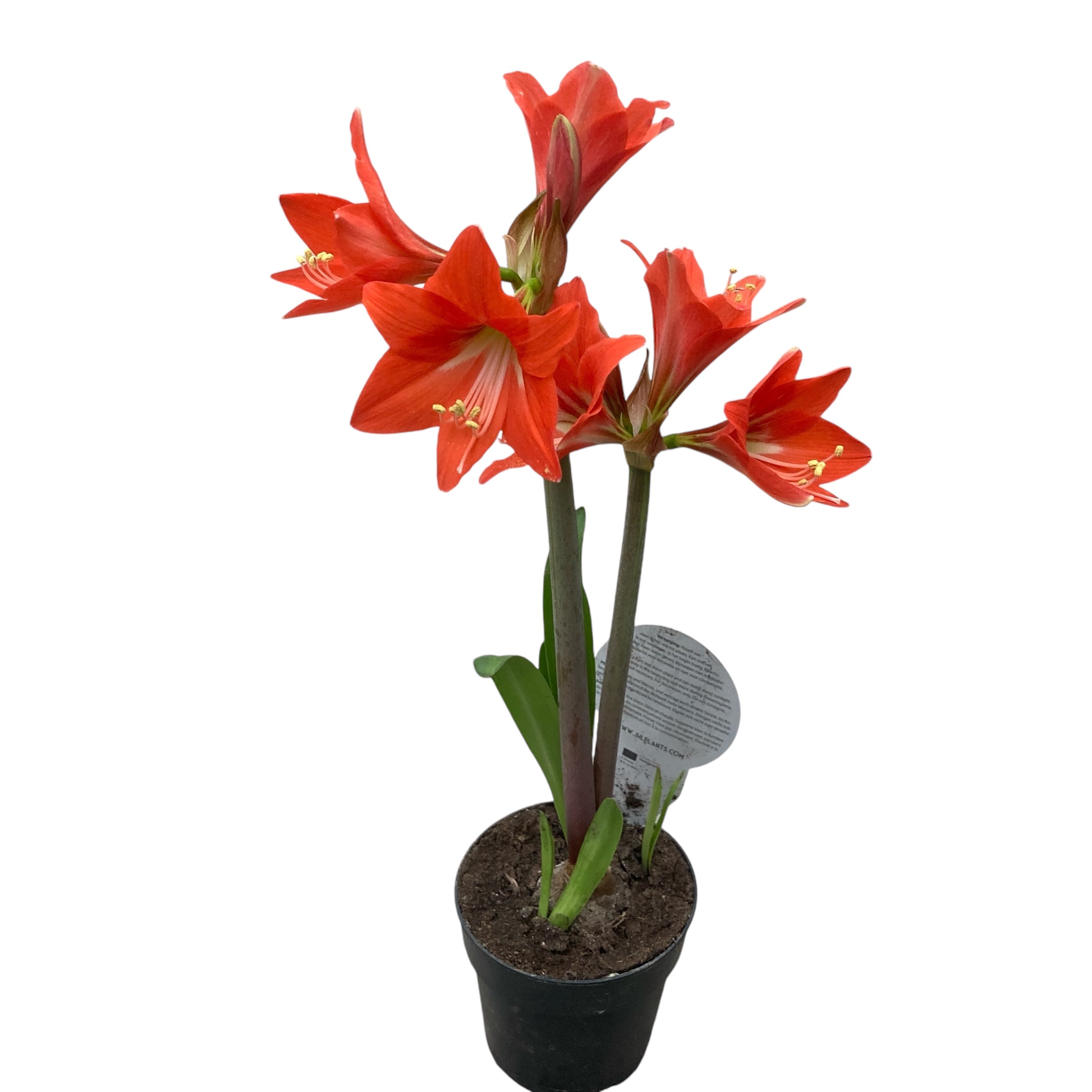 Amaryllis Pink Garden (multiflower)