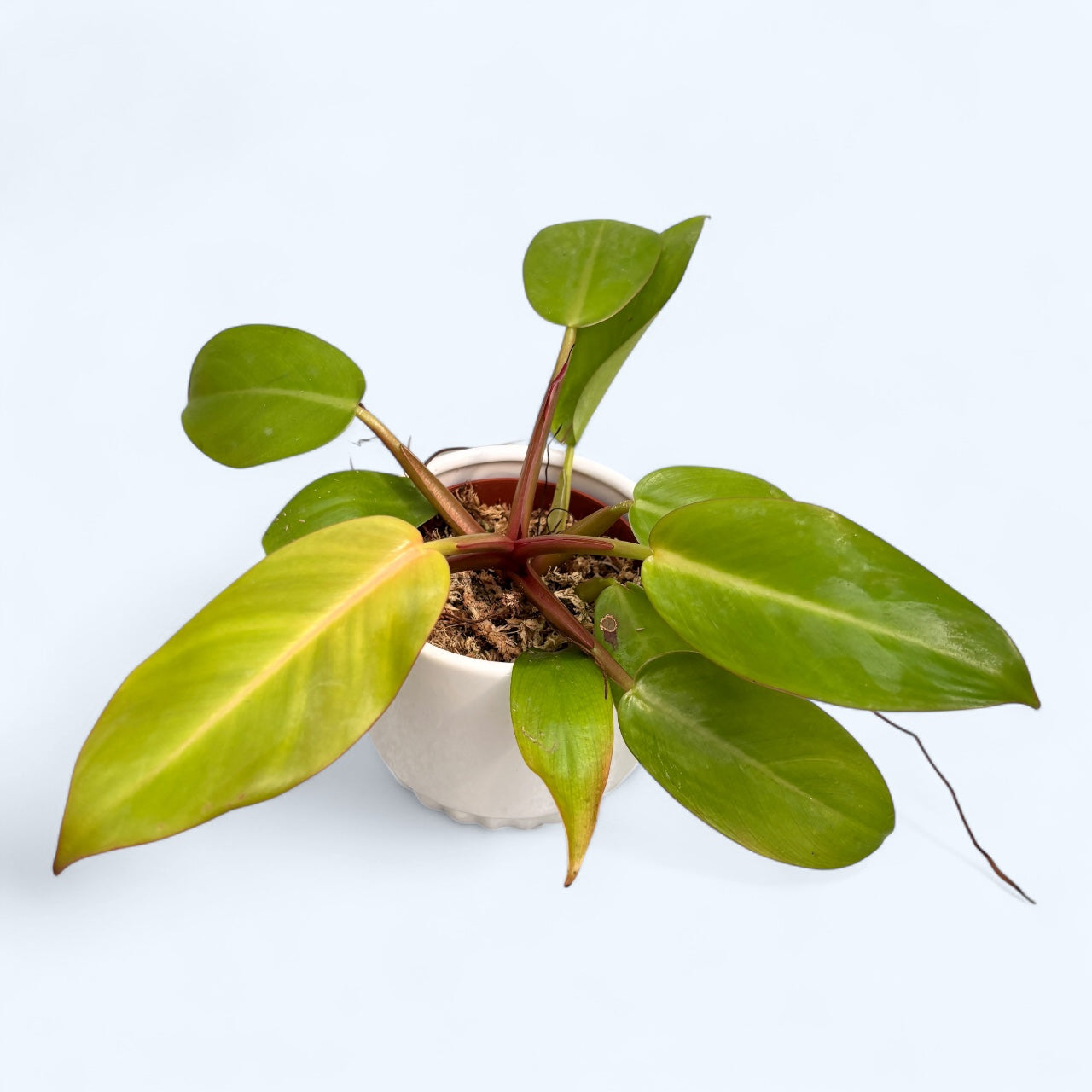 Philodendron ‘Prince of Orange’ babyplant