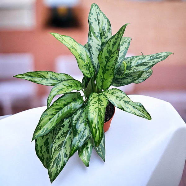 Aglaonema 'Romeo' 2 Seiten