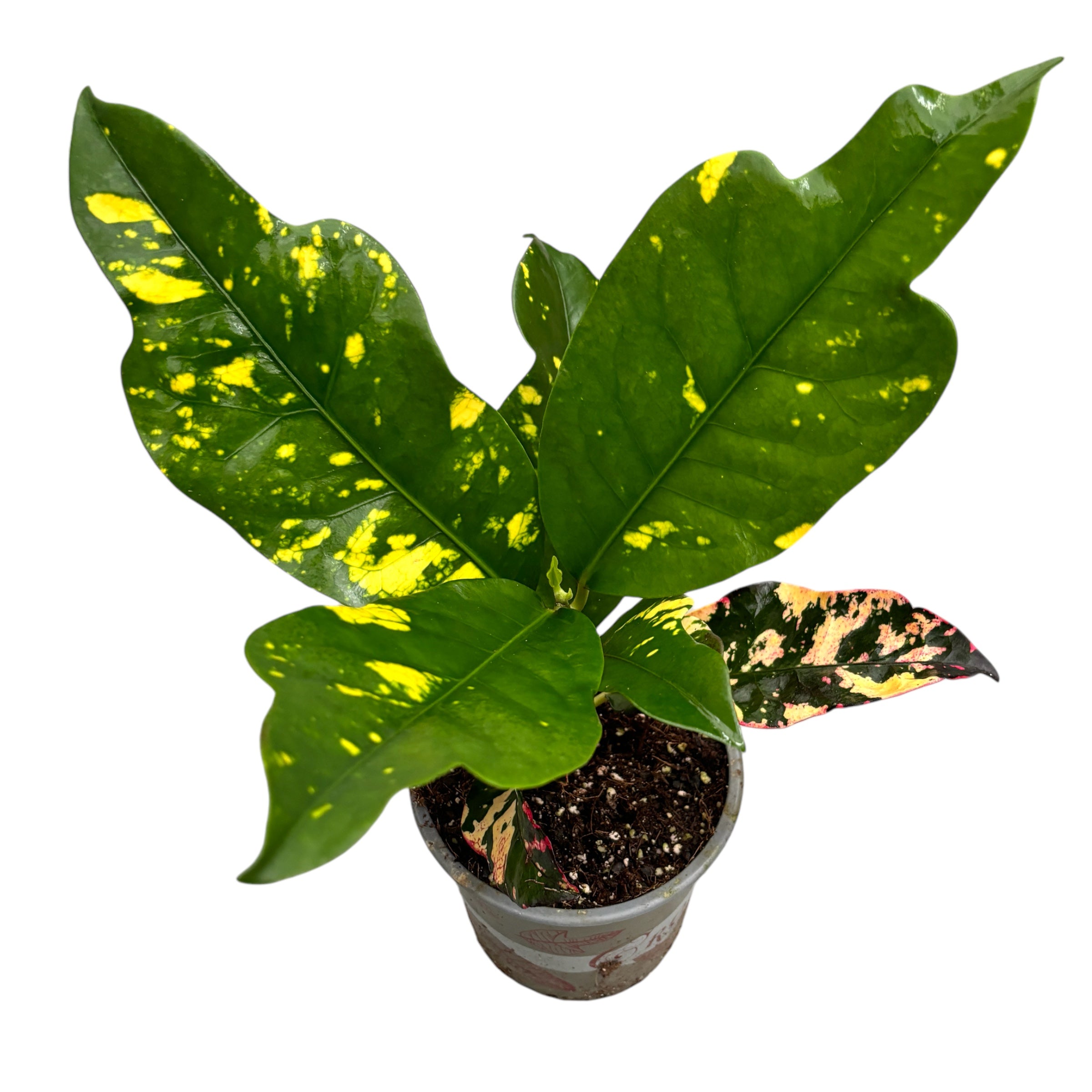 Codiaeum variegatum magnificent