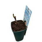 Paeonia suffruticosa 'Jin GE' - θάμνος παιώνιας με διπλά δίχρωμα άνθη