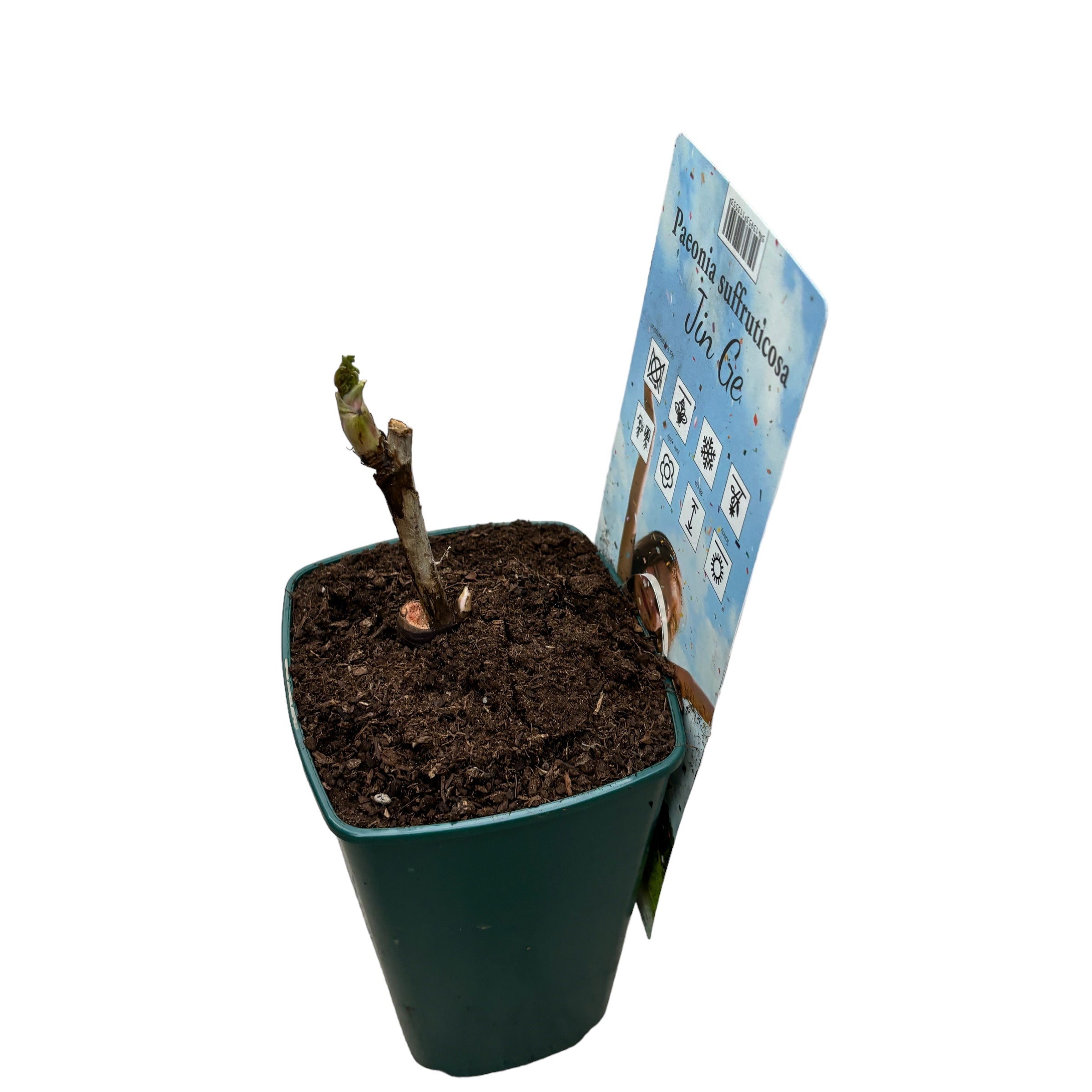 Paeonia suffruticosa 'Jin GE' - kétszínű dupla virágú cserjés bazsarózsa