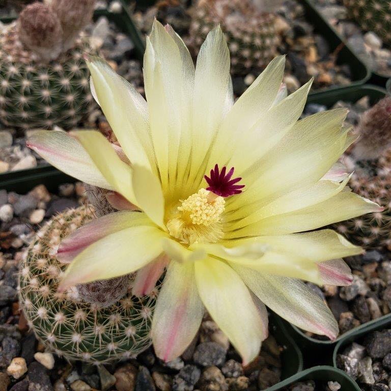 Notocactus elegans (Parodia elegans)