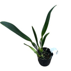 Cattleya Prism Palette 'Mischief' AM/AOS parfumata