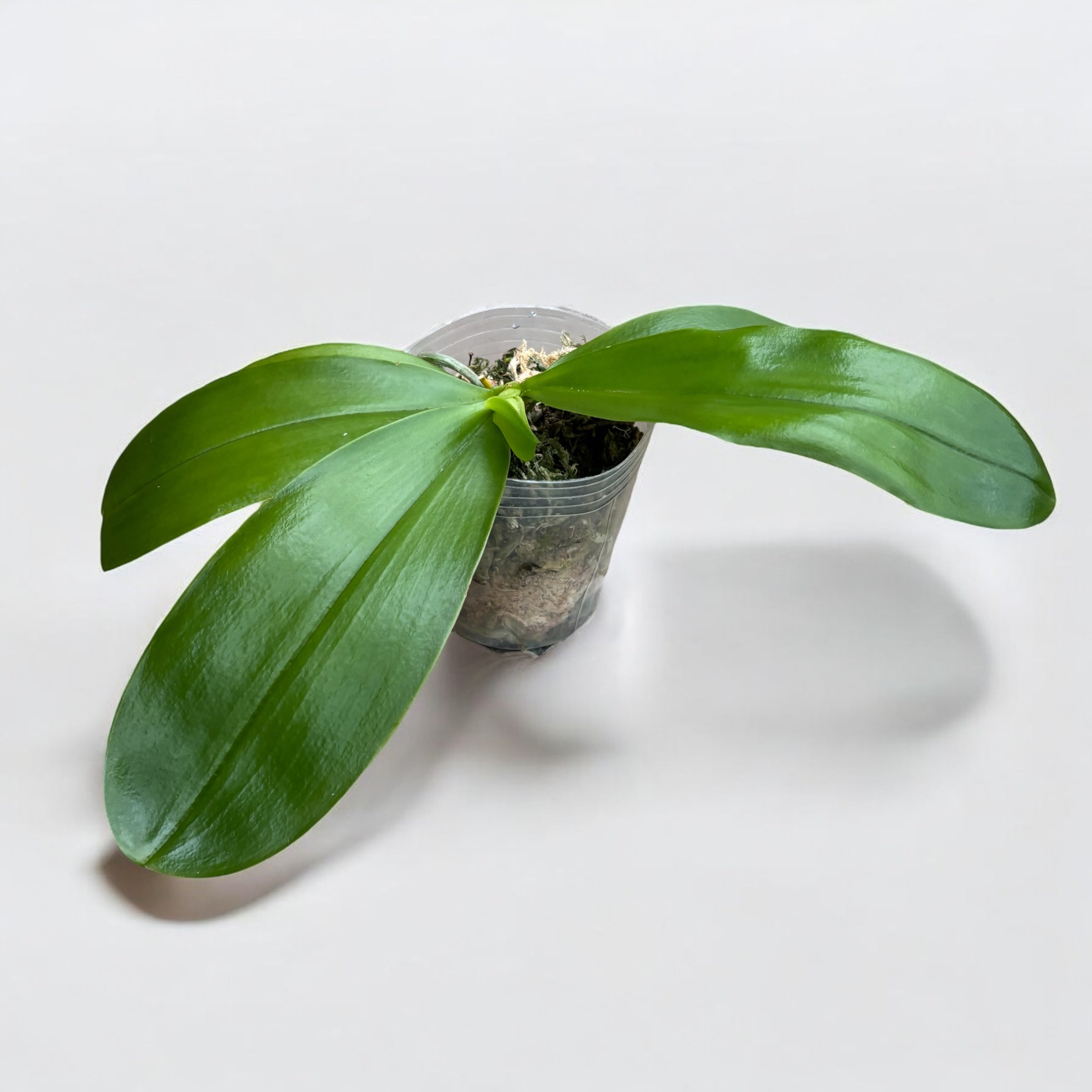 Phalaenopsis LD's Bear King - intensely fragrant flowers (citrus)