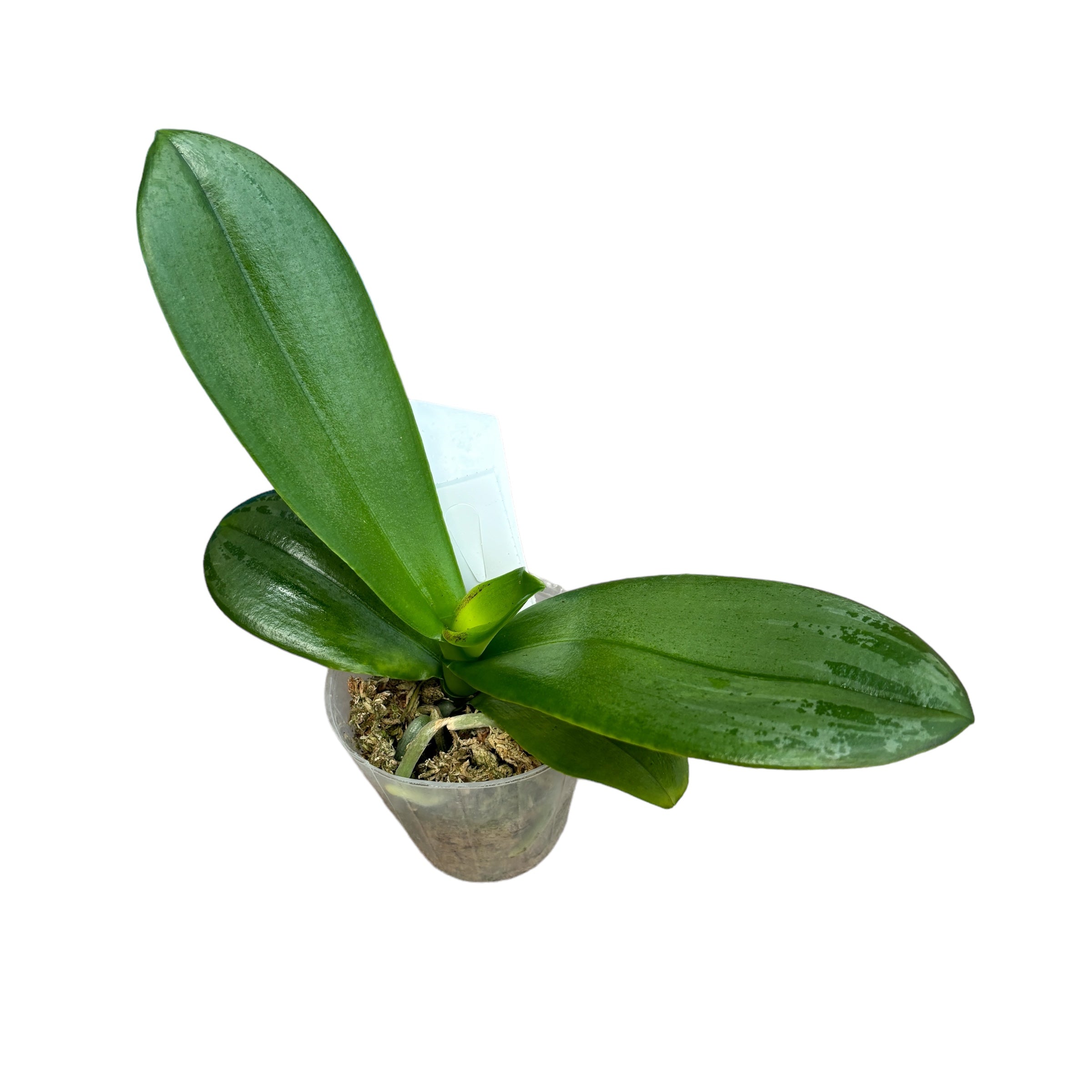 Phalaenopsis Fuller's Sunshine