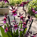 Oncidium Katrin Zoch "Mieke" - flowers with vanilla scent