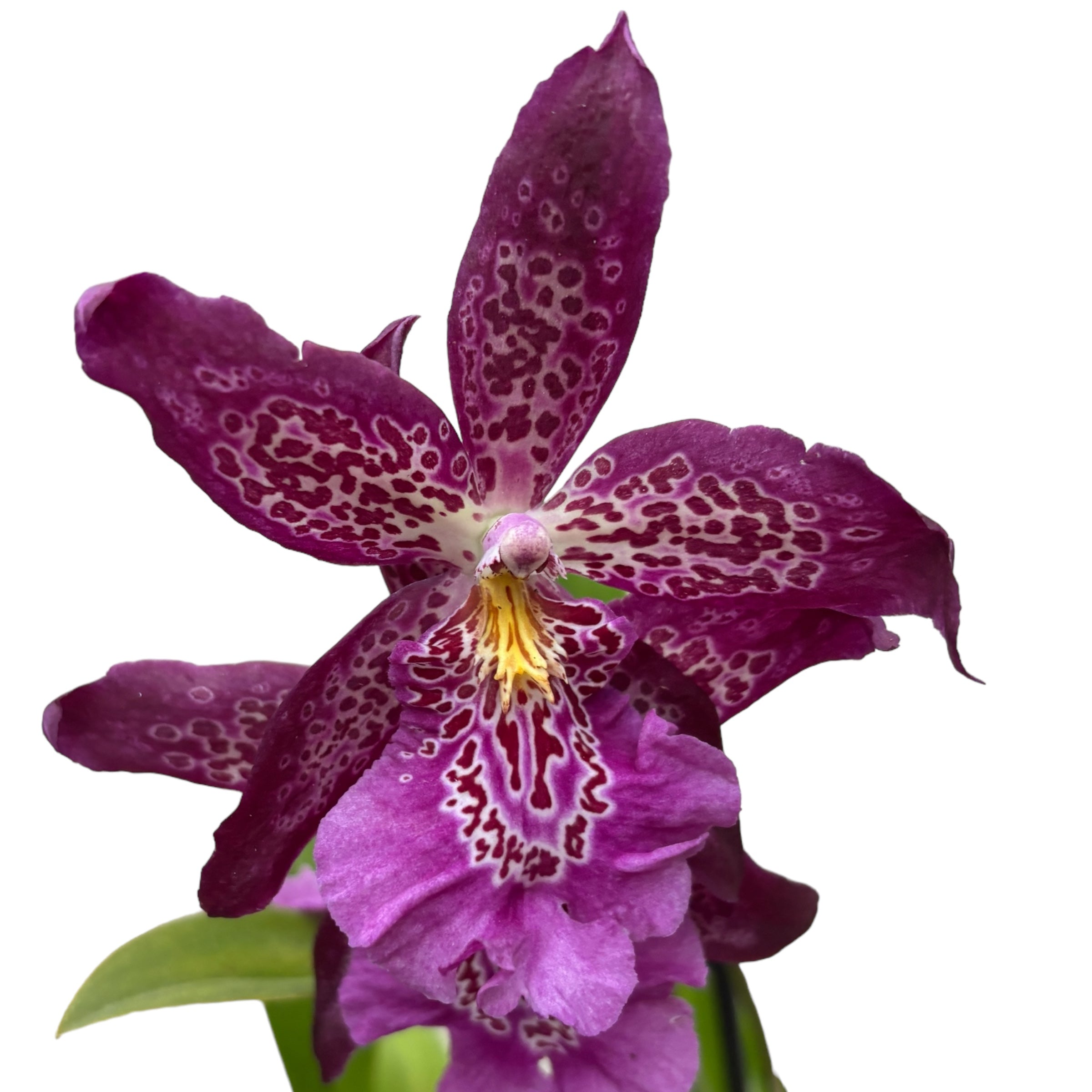 Beallara Marfitch 'Howards Traum'