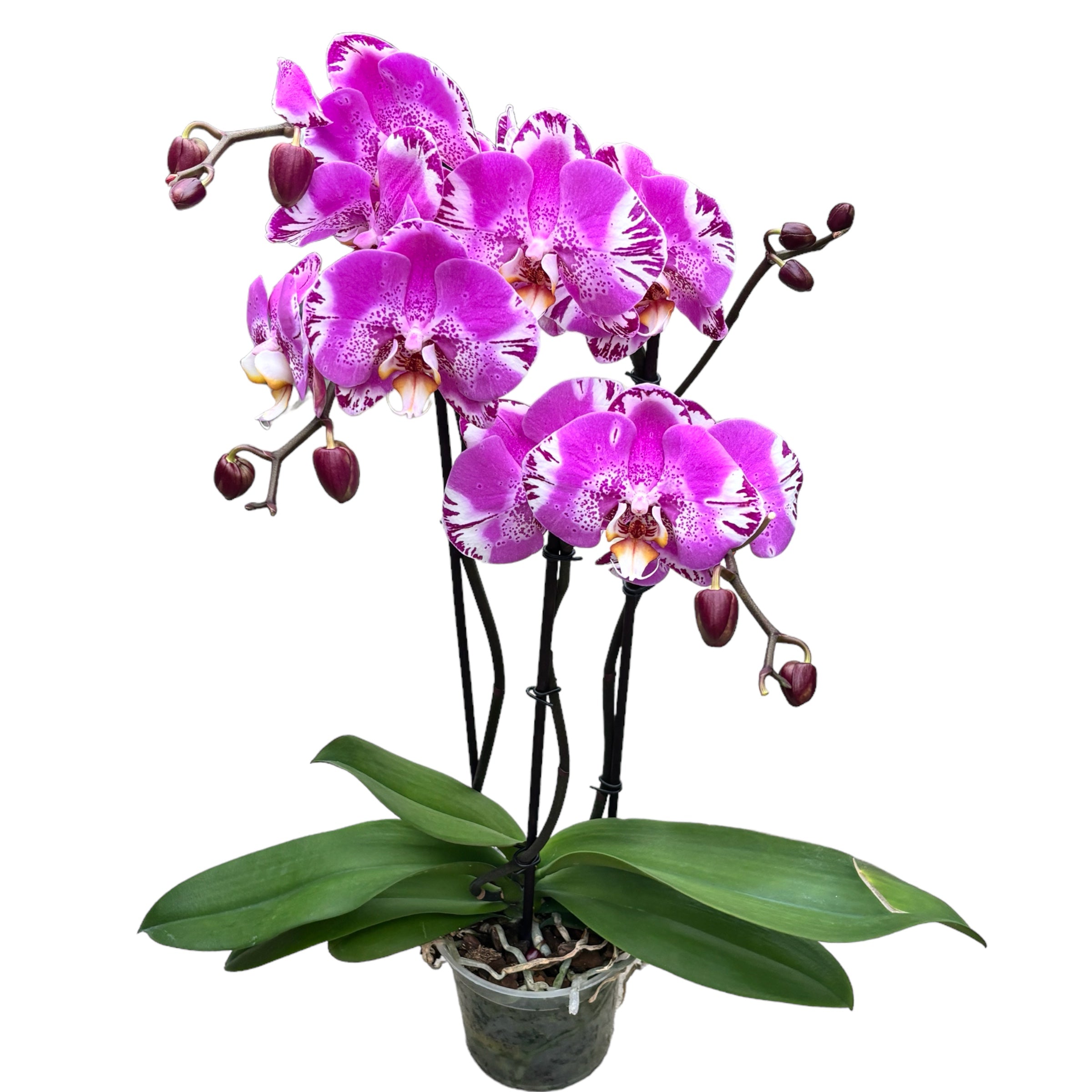Phalaenopsis Victoria - floarea XXL – Secret Garden Plant Shop