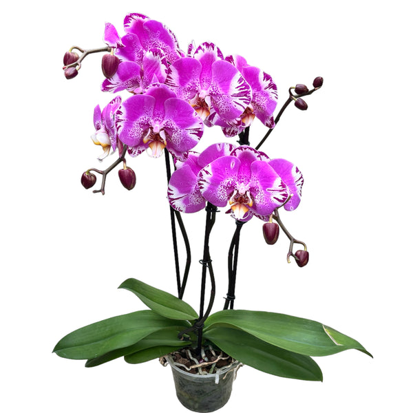 Phalaenopsis Victoria - floarea XXL
