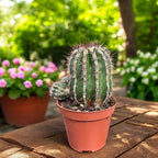 Echinopsis haku-jo maru – decorative globular cactus with spectacular flowers
