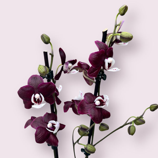 Phalaenopsis Kaoda Twinkle 'Chocolate Drop' (Black Widow) - parfumata (Olanda)