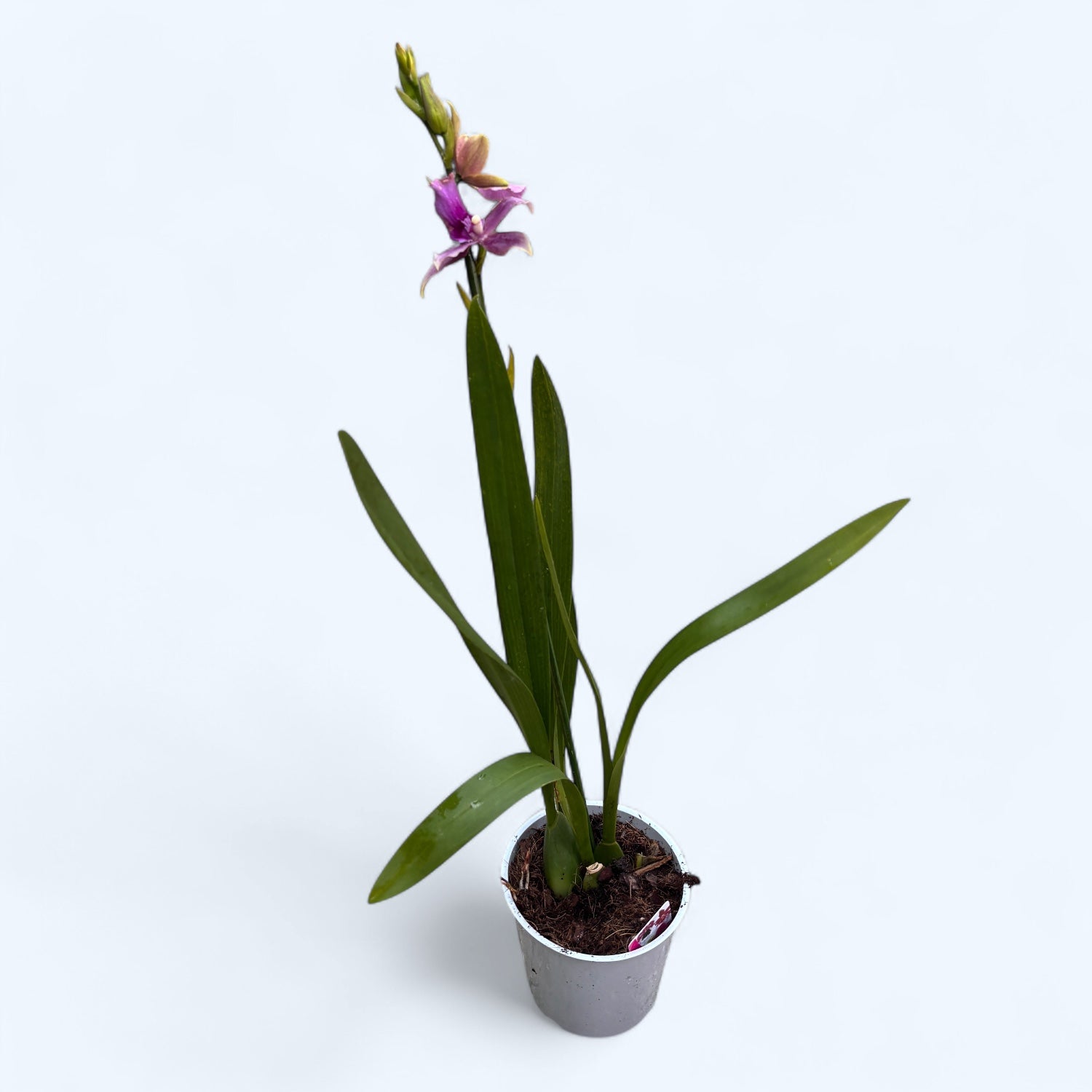 Miltonia Honolulu Warne's Best * parfumata