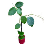 Hoya 'Sweet Scent' profumata (esemplari sviluppati)