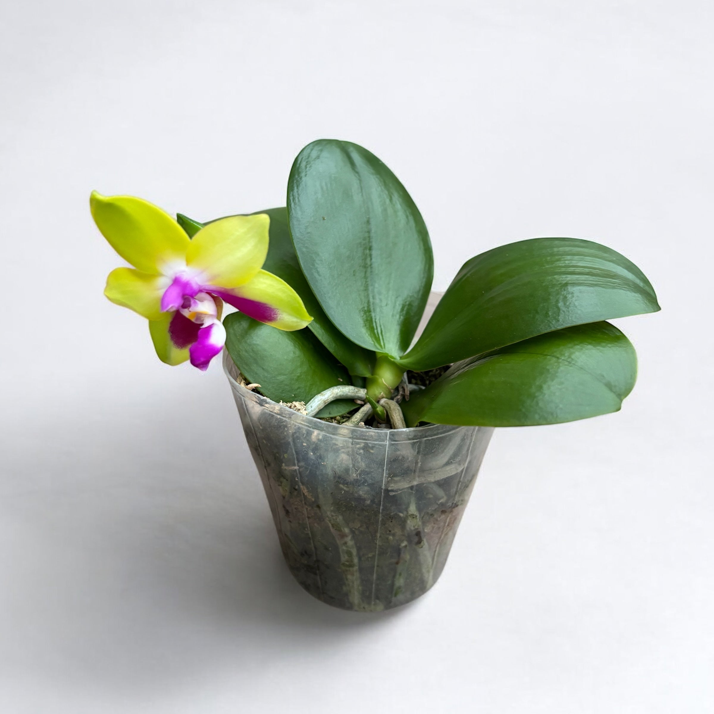 Phalaenopsis KS Happy Eagle - parfumat