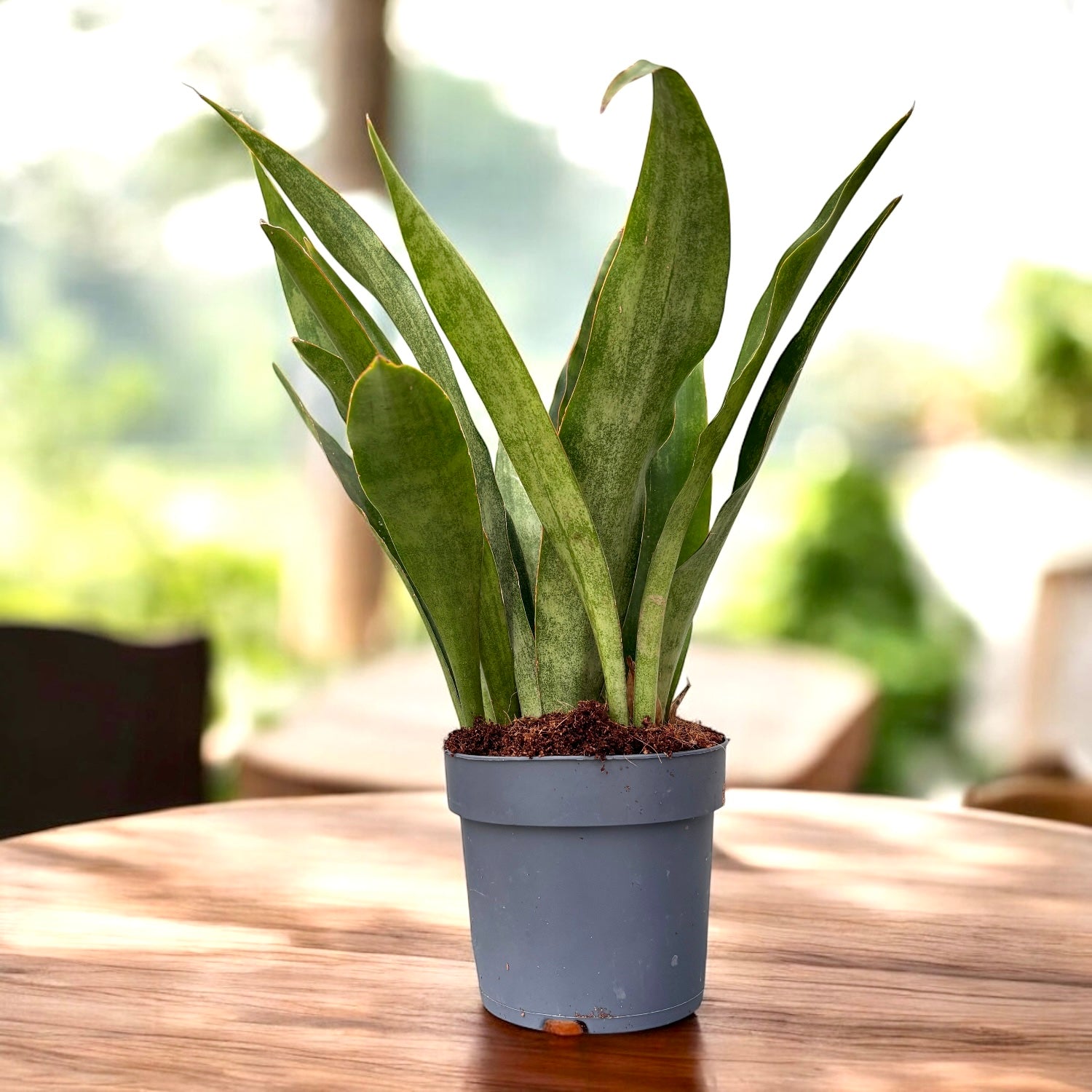 Sansevieria aubrytiana ‘Graylin’ – eleganta moderna in tonuri gri-argintiu si frunzis arhitectural