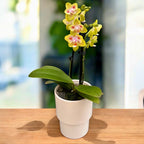 Phalaenopsis Yaphon Green Batman '417' (peloric)