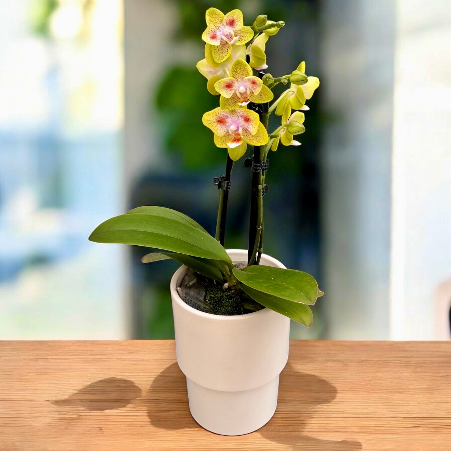Phalaenopsis Yaphon Green Batman '417' (peloric)