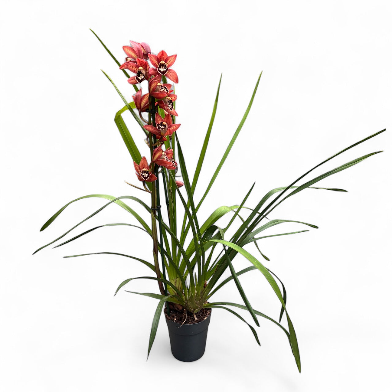 Cymbidium Totorri (Kusuda Shinning) fragrant