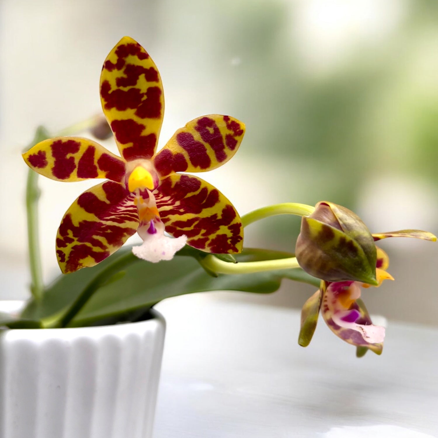 Phalaenopsis Mambo (amboinensis × mannii)