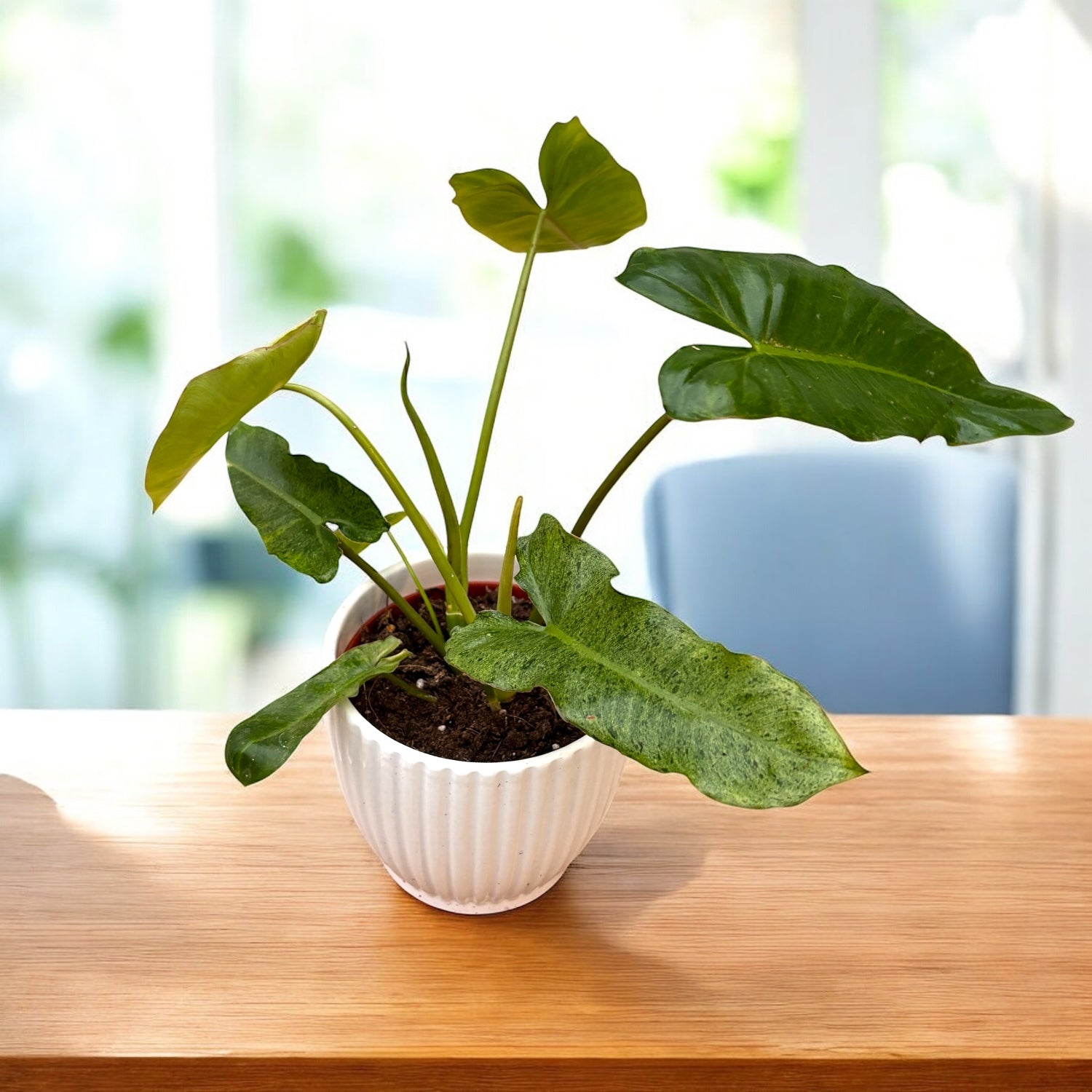 Philodendron Paraiso Verde 2pp – Secret Garden Plant Shop