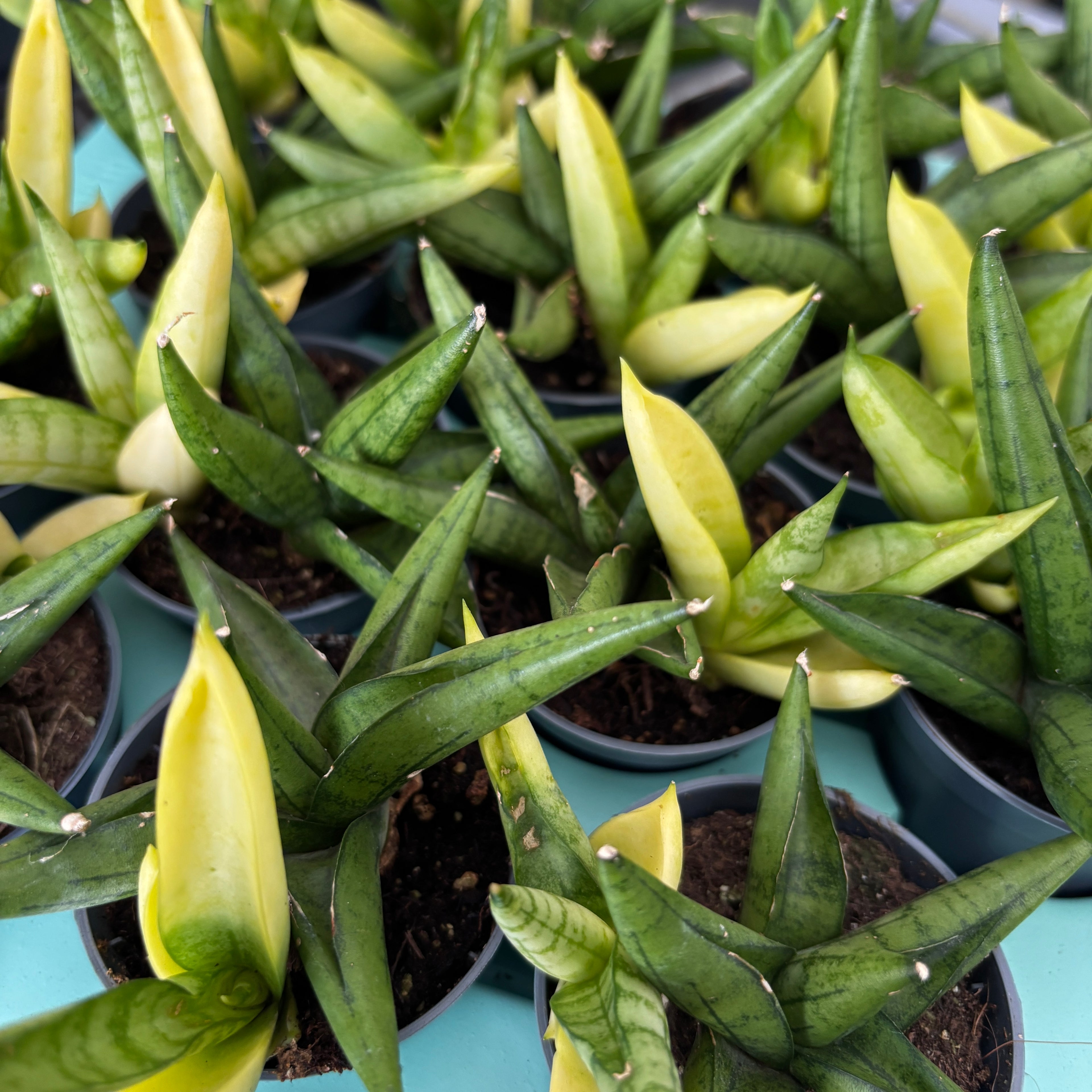 Sansevieria 'Punta Amarilla'