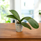 Phalaenopsis OX Firebird - XXL flowers