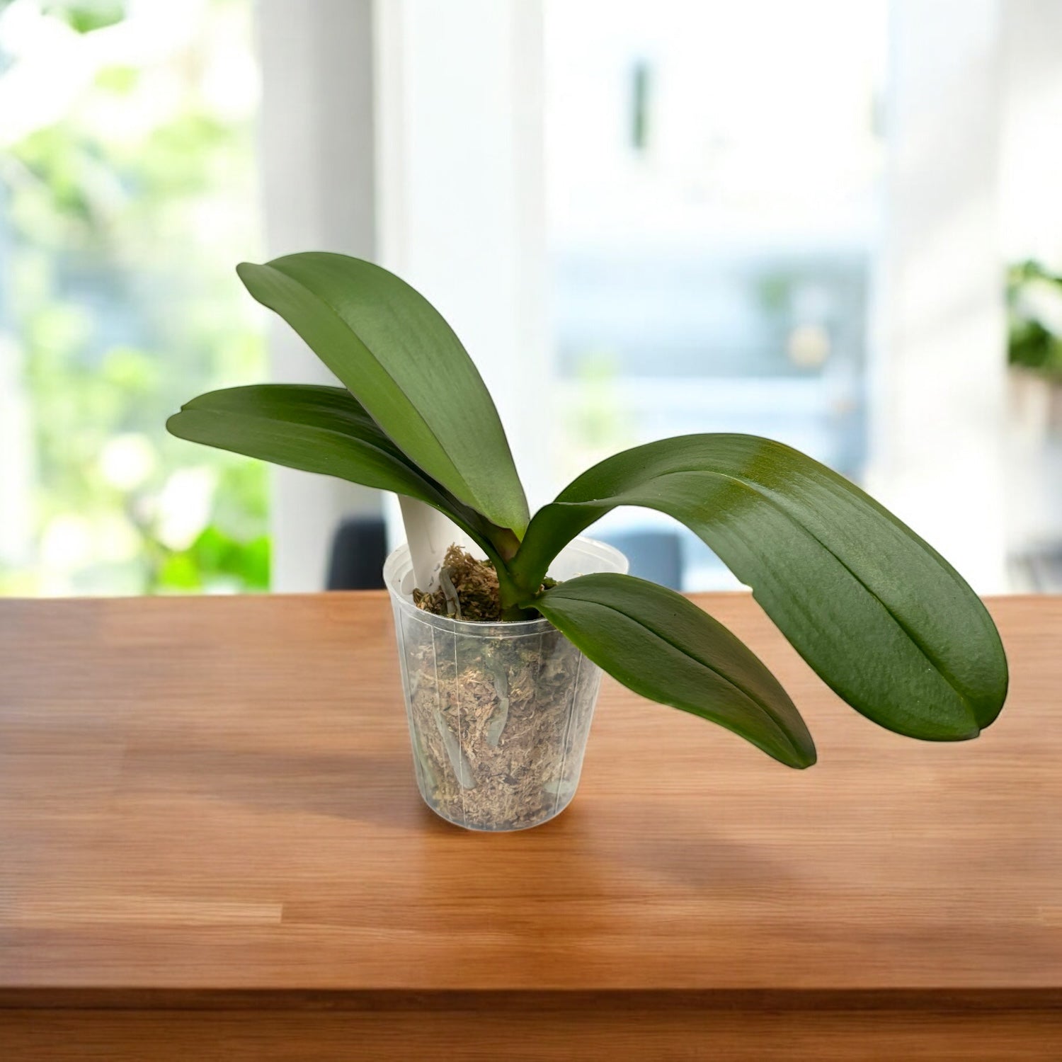 Phalaenopsis OX Firebird - fiori XXL