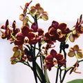 Phalaenopsis Sunrise Red Peoker (Esmee) - flori pelorice