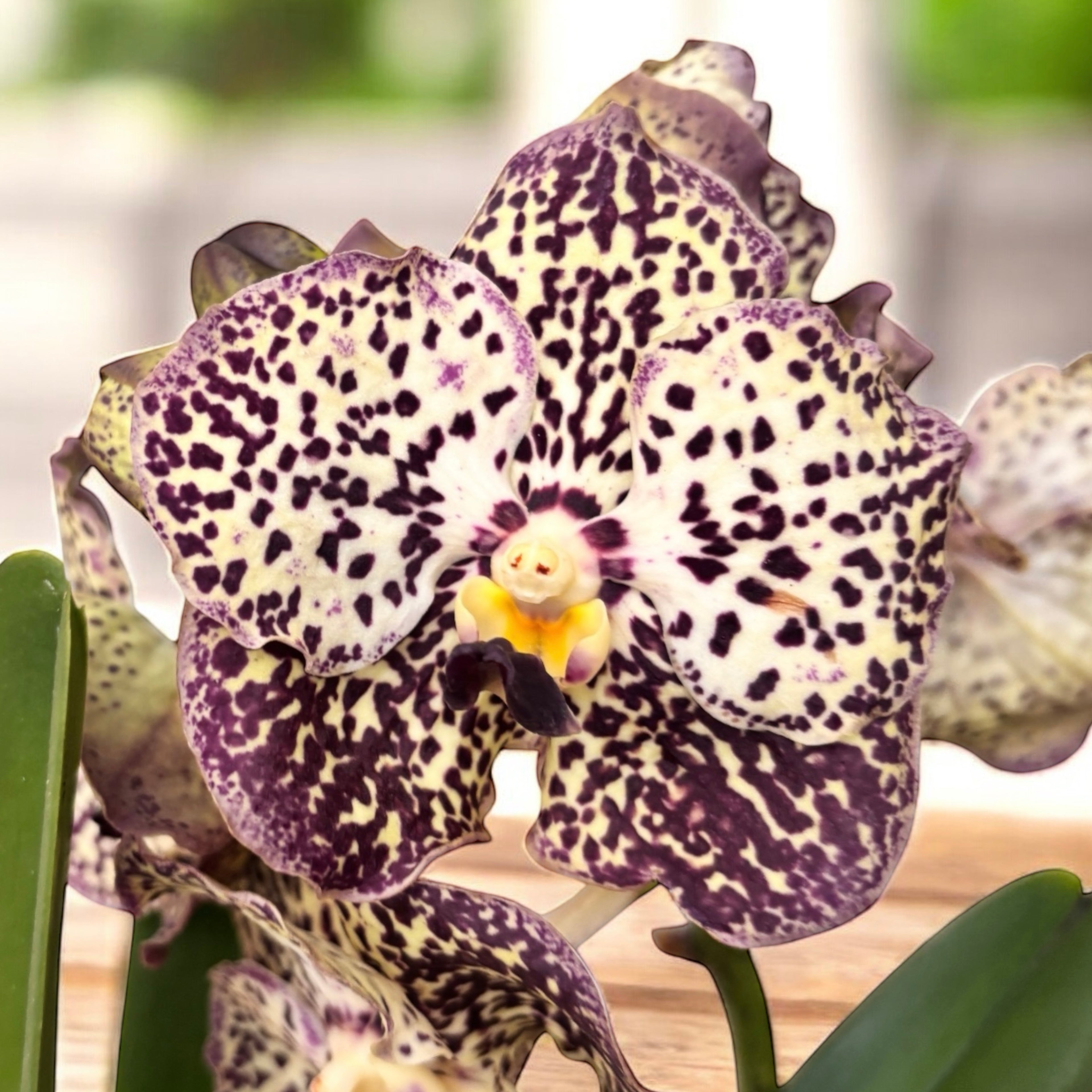 Vanda Sunanda Ocelot Sangria (ANSU)