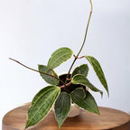 Hoya latifolia 'Albomarginata' D9