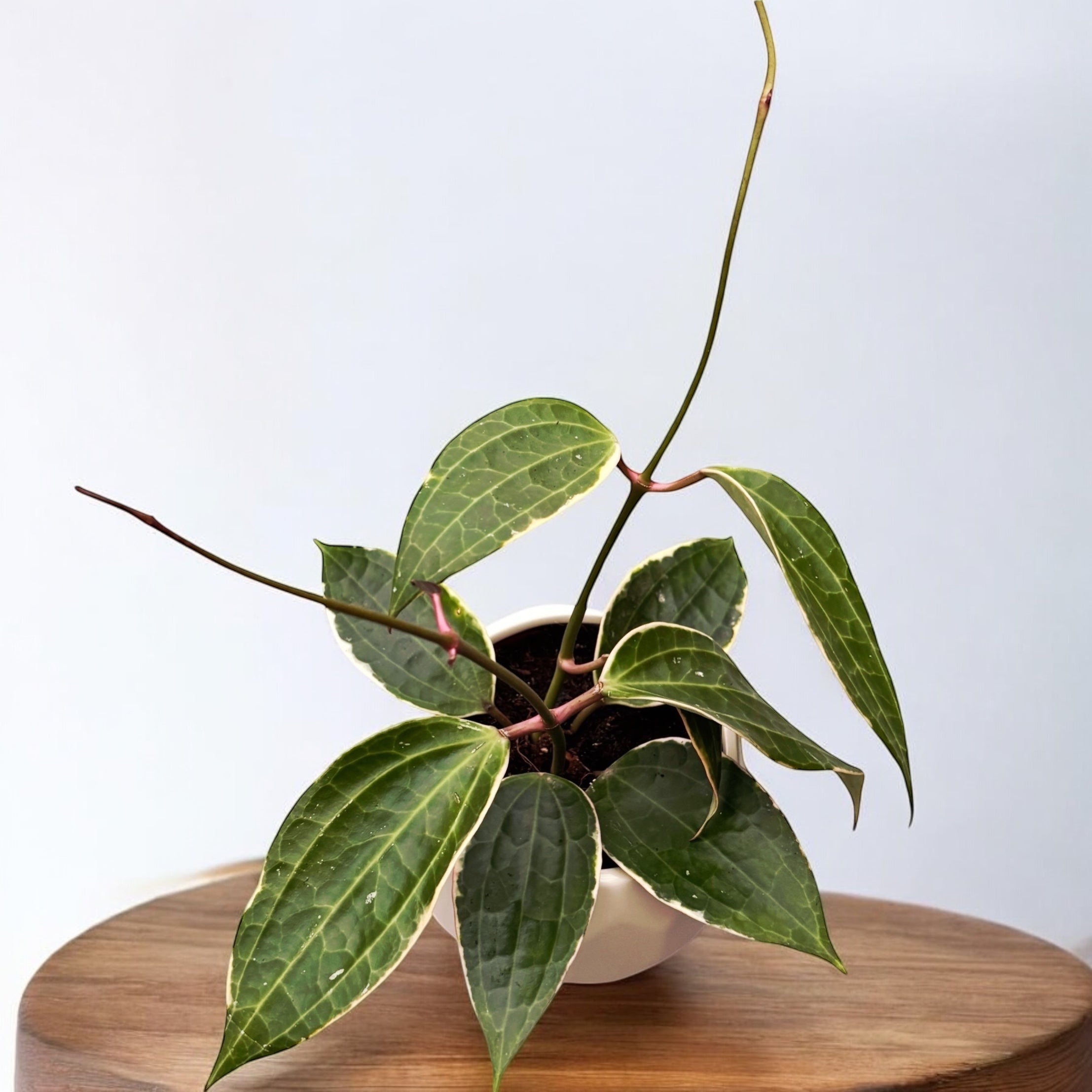 Hoya latifolia 'Albomarginata' D9