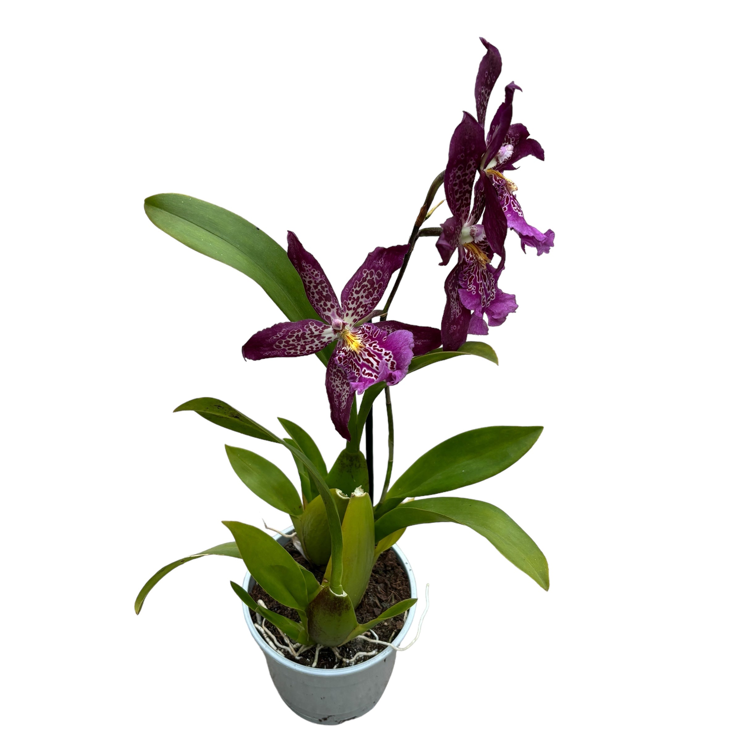 Beallara Marfitch 'Howards Traum'