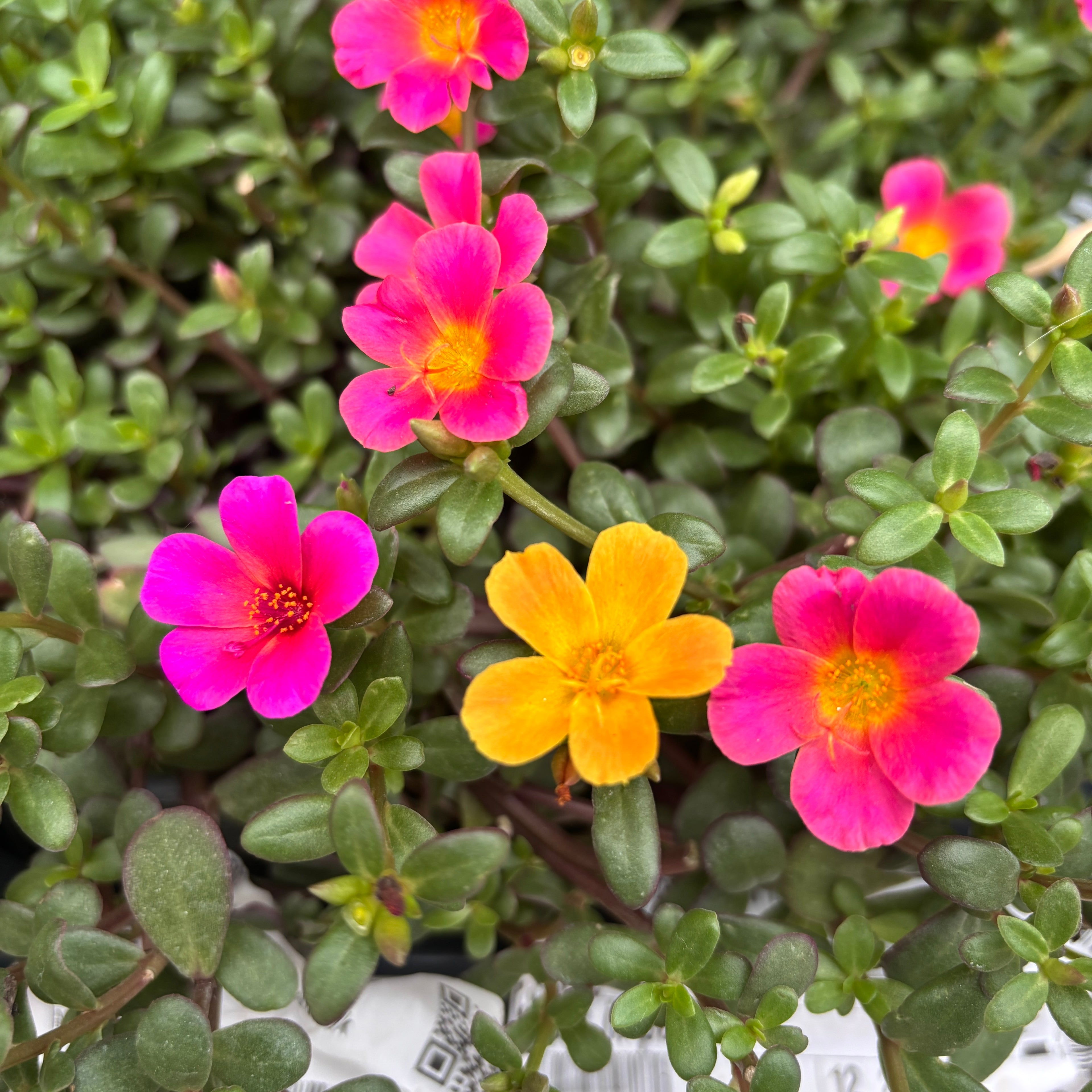 Portulaca grandiflora mix – floarea de piatra, inflorire abundenta si rezistenta la seceta