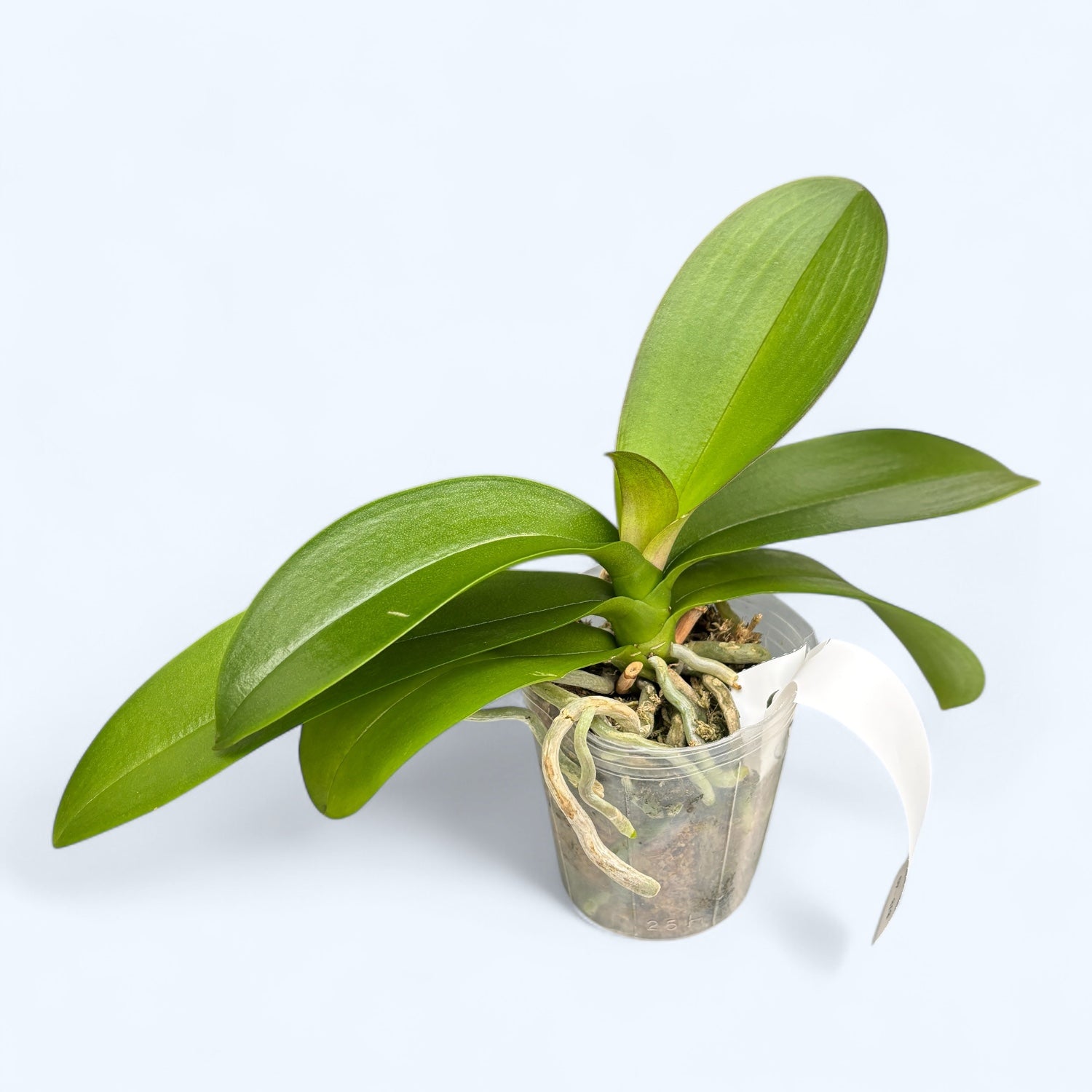 Phalaenopsis Lioulin Hot Lip (variation) - Big Lip