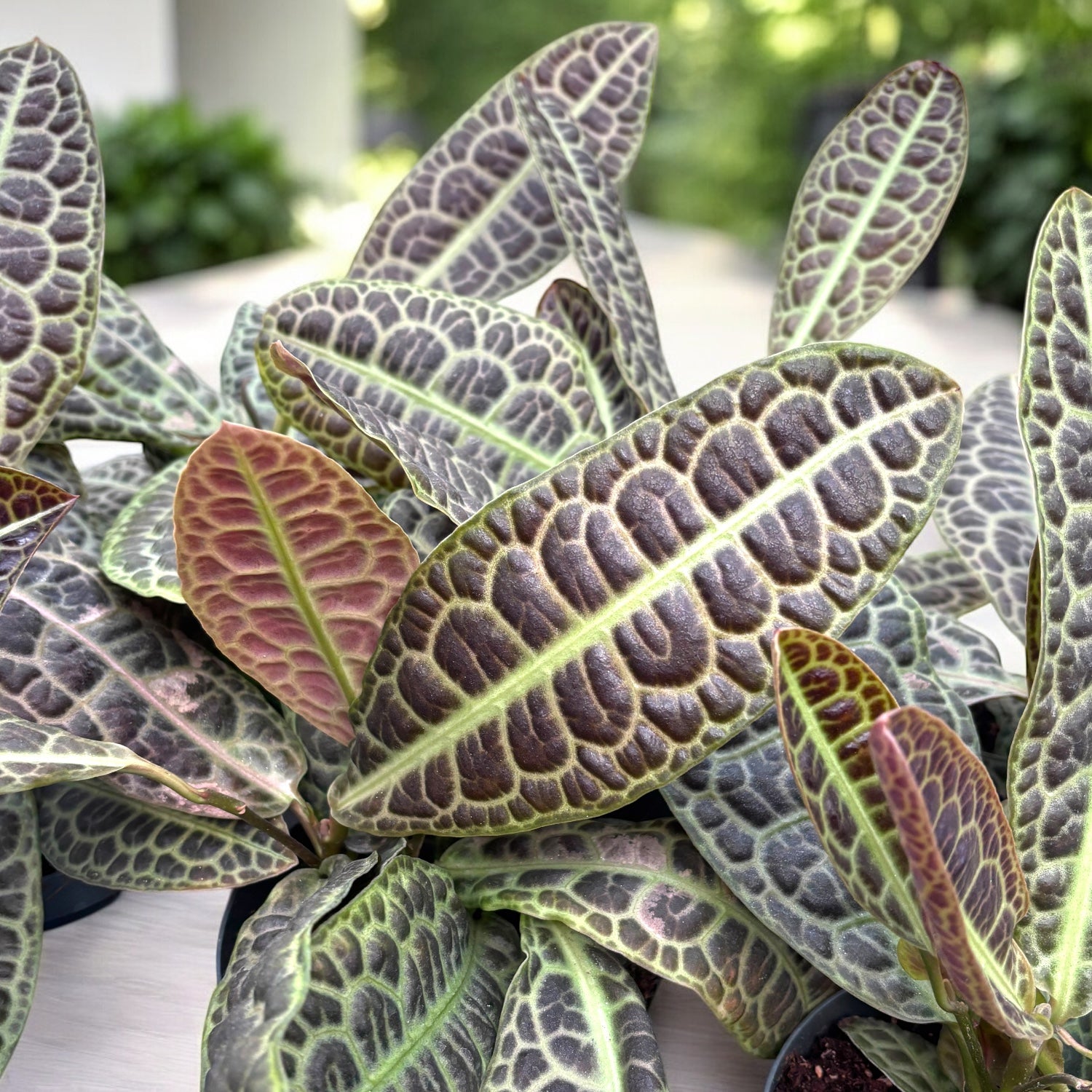 Labisia obtusifolia ‘Kura Kura’ - model spectaculos, planta de colectie