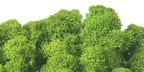 Moss natural, muschi conservat, licheni conservati pentru terarii, pret