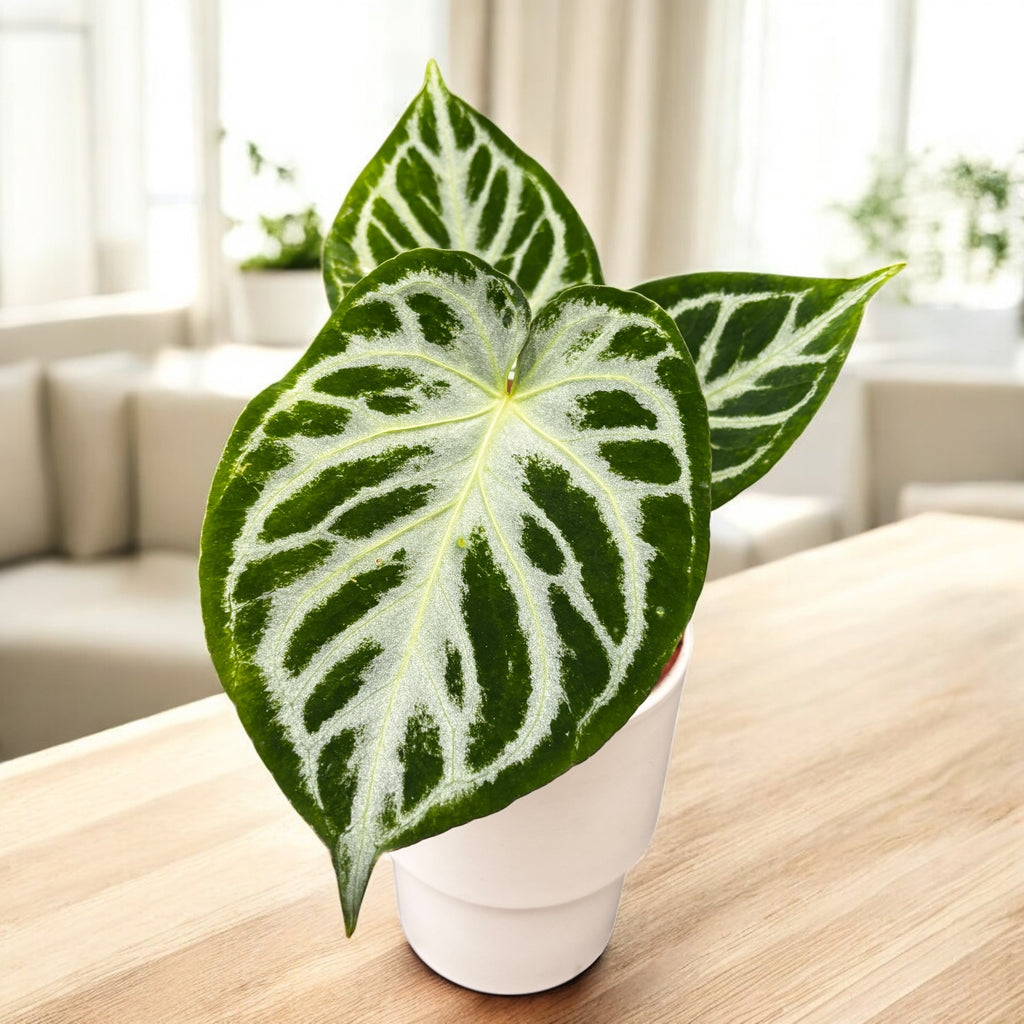 Anthurium crystallinum 'Super Silver Blush' - exemplare Super Silver