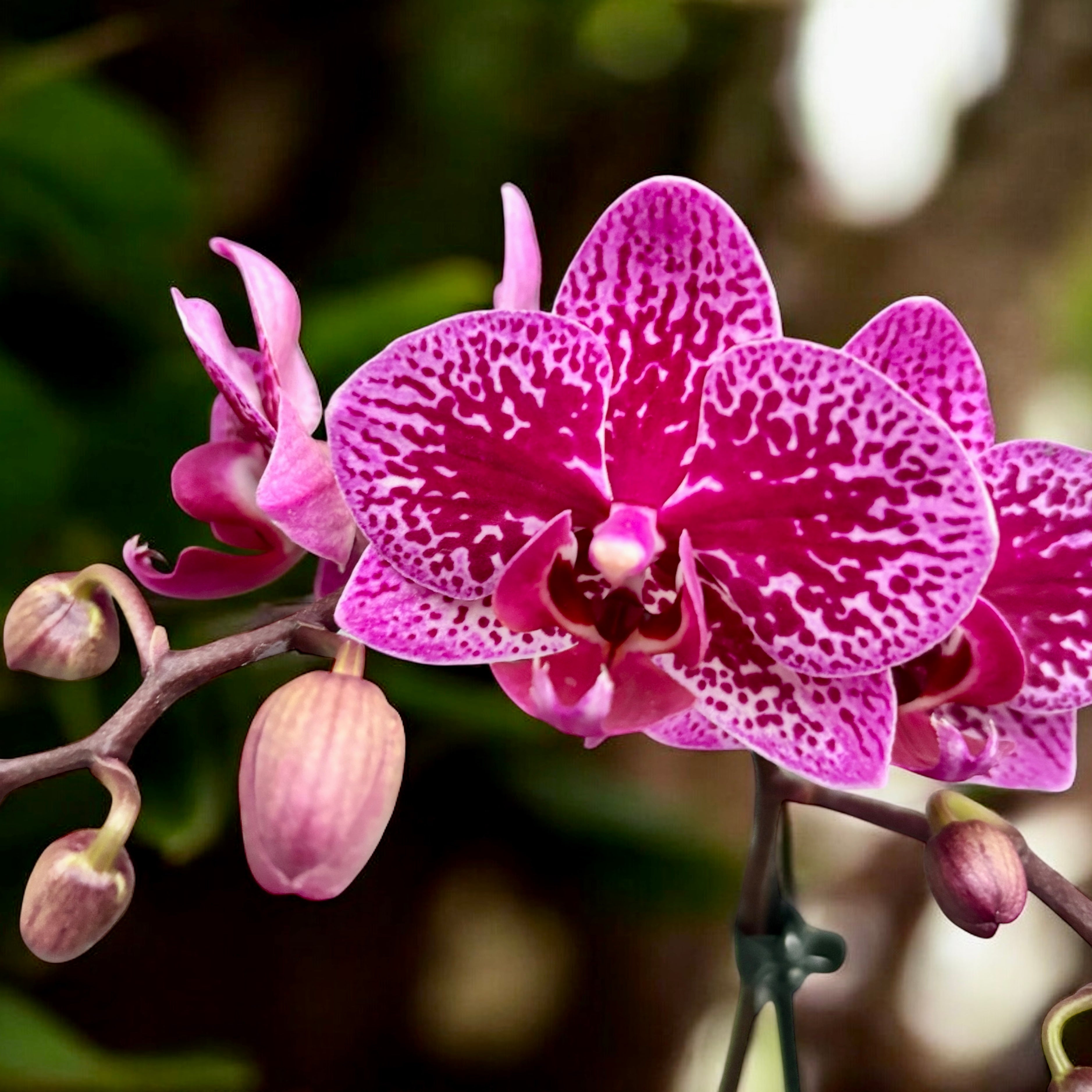 Phalaenopsis Happy Hour