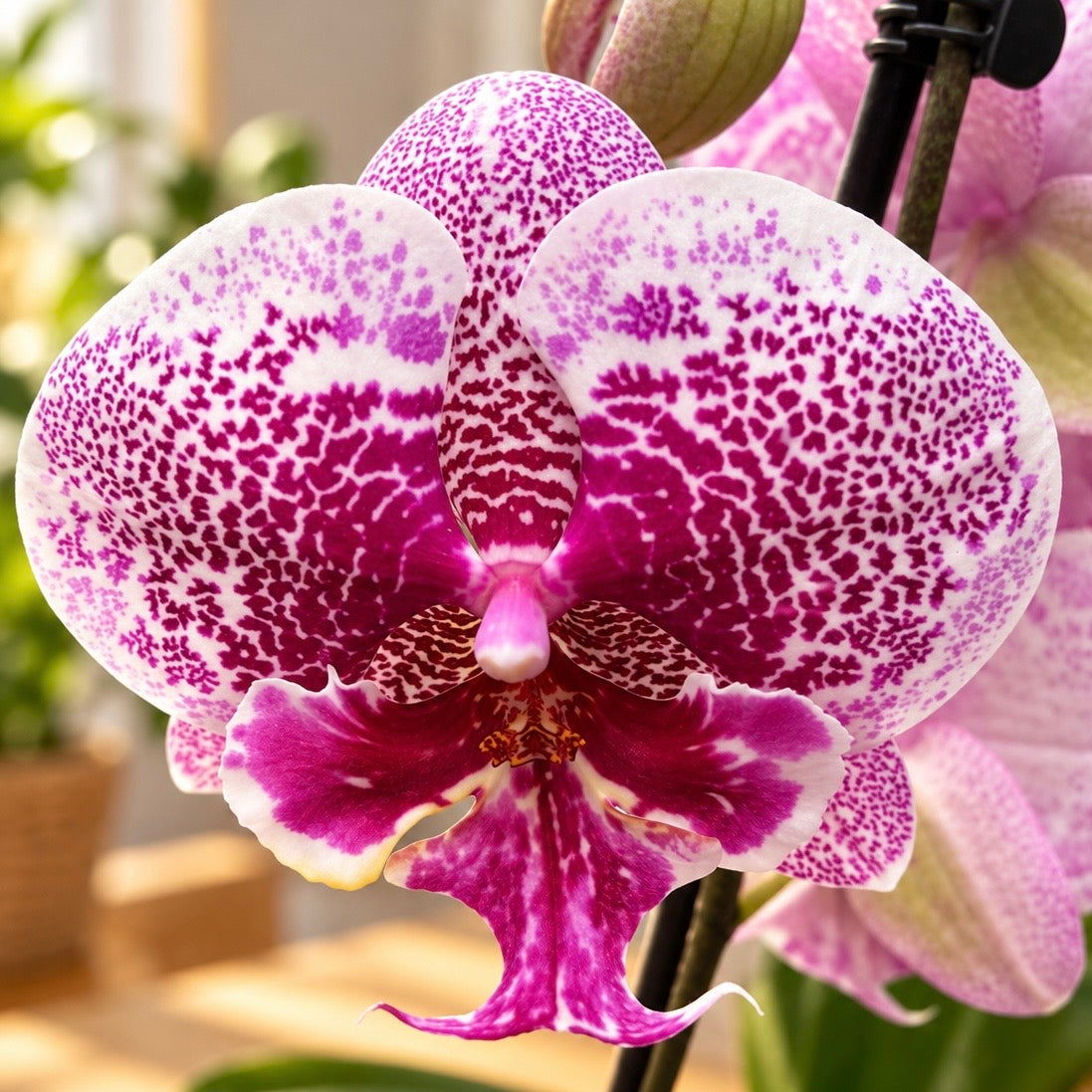 Phalaenopsis Body Language Big Lip