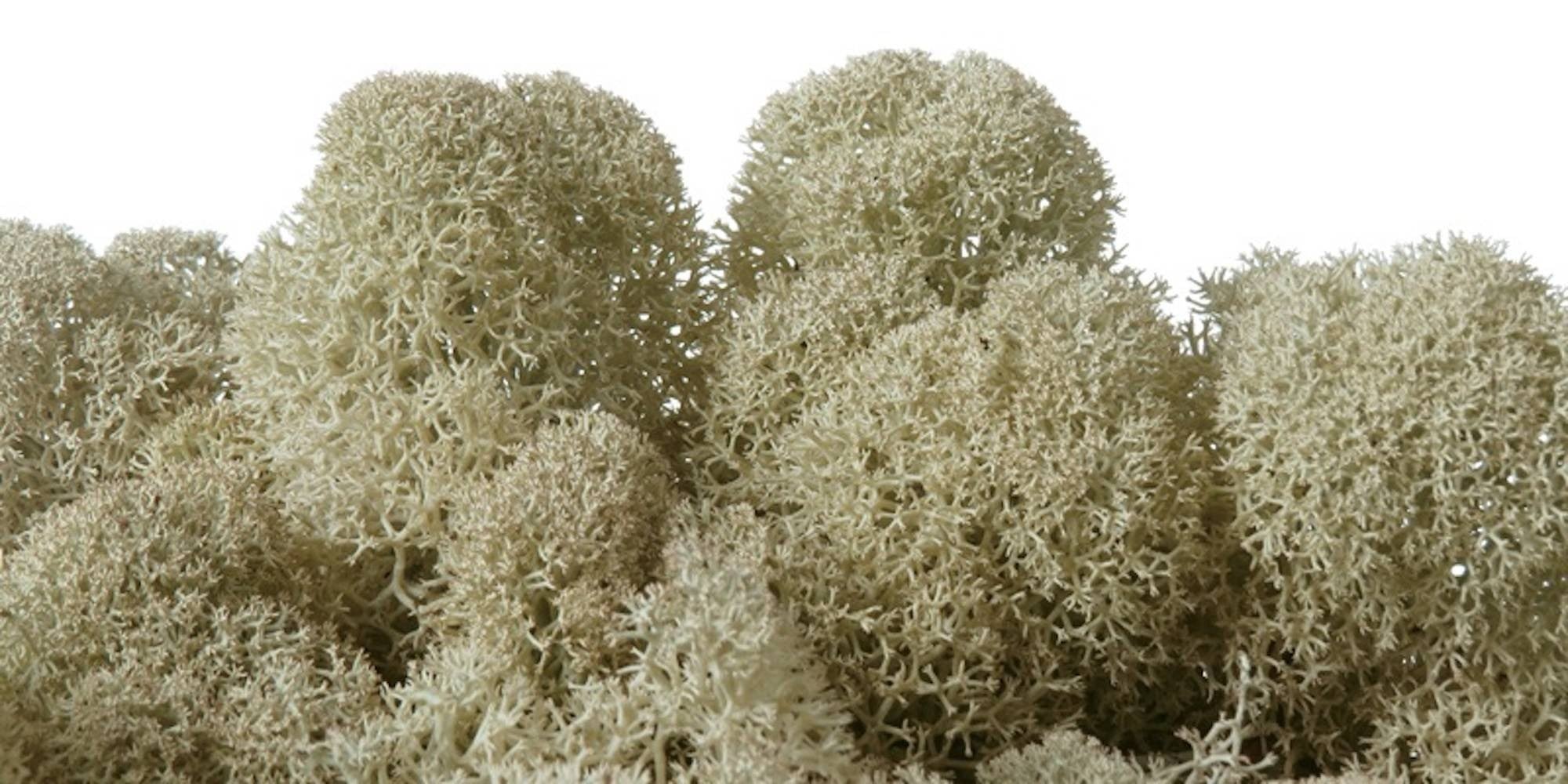 Moss natural, muschi conservat, licheni conservati pentru terarii, pret